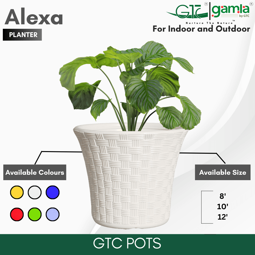 Alexa Planter Suitable for Home, Gardens, Hotels and Resorts - GTC POTS